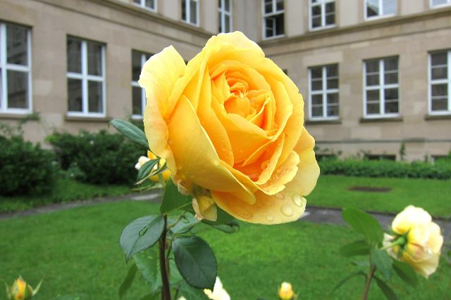 Gelbe Rose im Rosengarten der Universität Tübingen